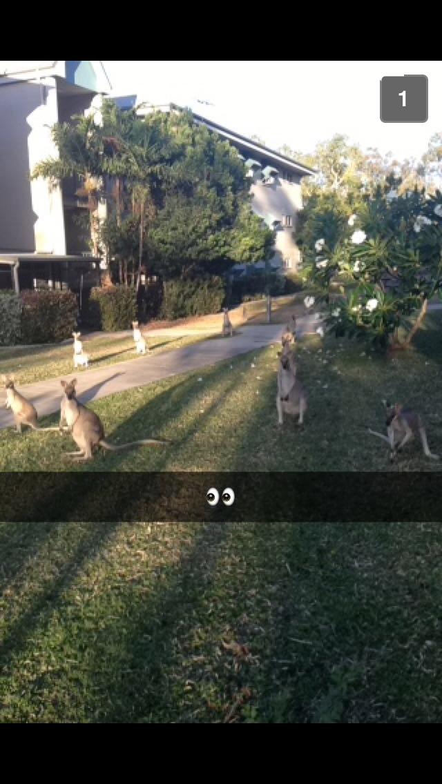 Snap av kenguruer på campus. (Foto: Eli Gjertrud Bjørndal Snekvik 2015).